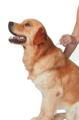 Treating Cats and Dogs against Fleas and Ticks