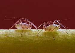 Natural Protection of Your Plants against Insects Natural Protection of Your Plants against Insects
