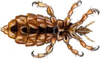 How to get rid of Lice How to get rid of Lice