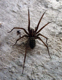 How to get rid of Spiders How to get rid of Spiders