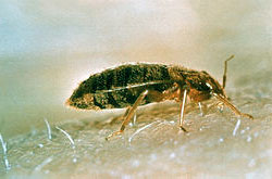 Anti-Bedbug Treatment : How To Get Rid Of Them ?