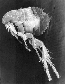 Anti- Flea Treatment : How To Get Rid Of Them ? Anti- Flea Treatment : How To Get Rid Of Them ?